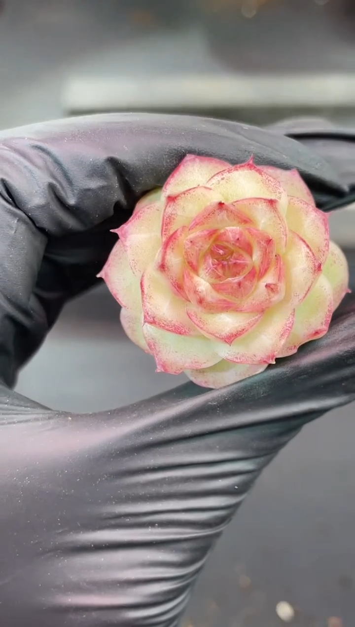 闪购1697  贞德一颗  3.5厘米