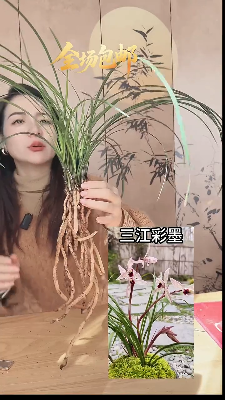 当前无花栽培后可以开花：三江彩墨