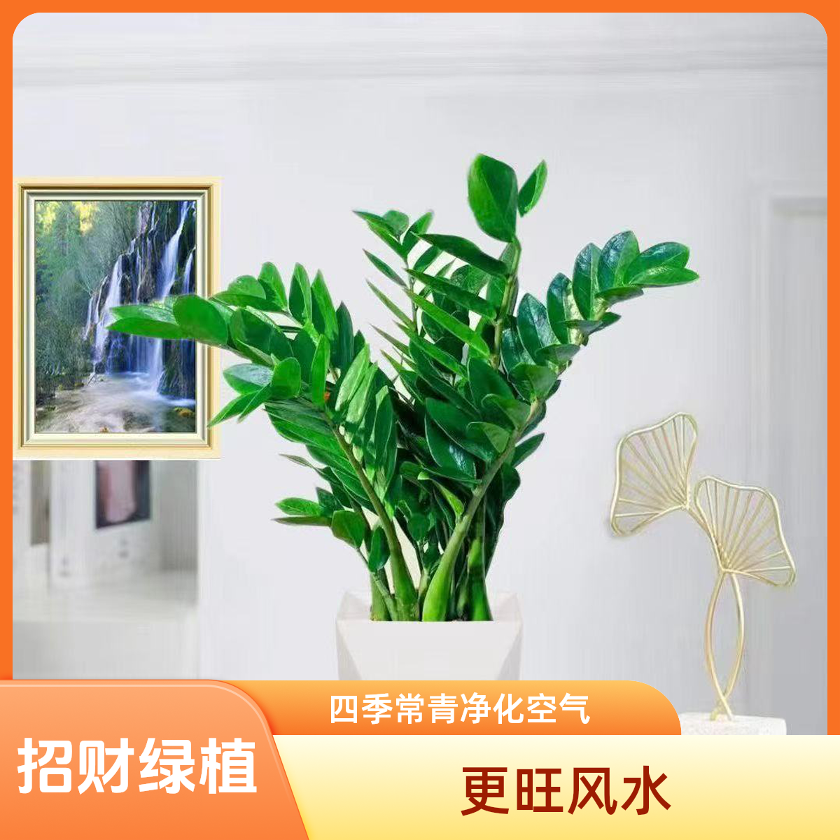福利【金钱树60-70cm】盆裁植物室内客厅四季常青绿植大摇钱串子