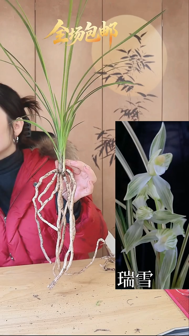 当前无花栽培后可以开花：瑞雪