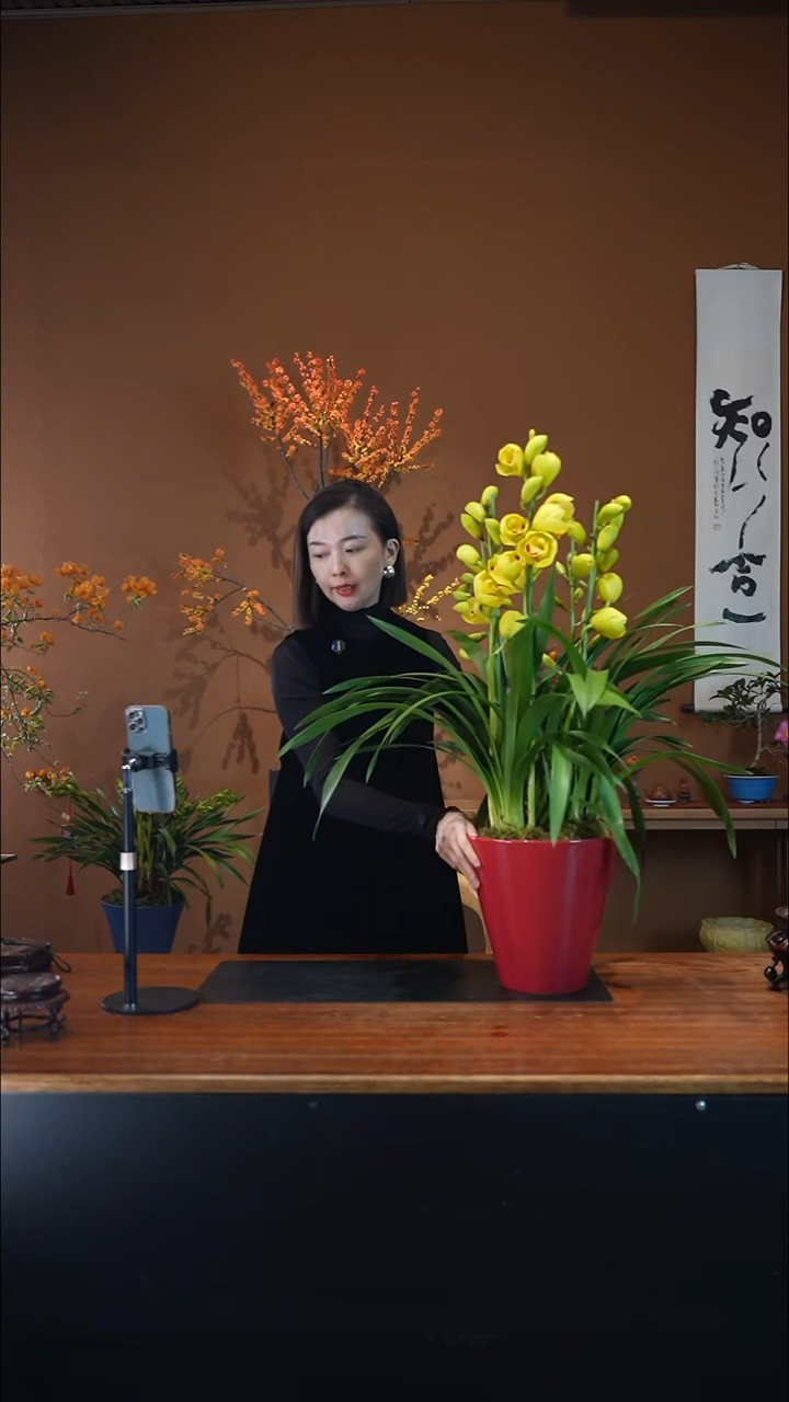 全部花朵月影盆景盆景盆景