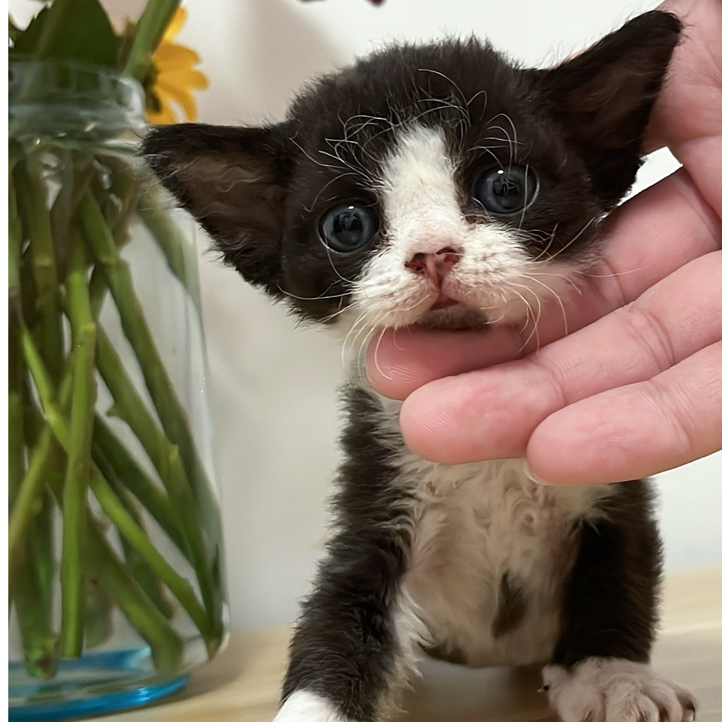 黑下巴黑白正开脸德文卷毛猫弟弟
