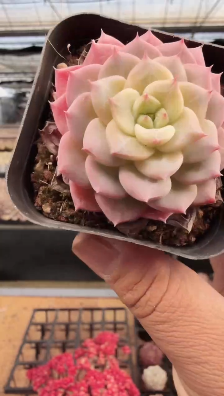 东云多肉园新款-227