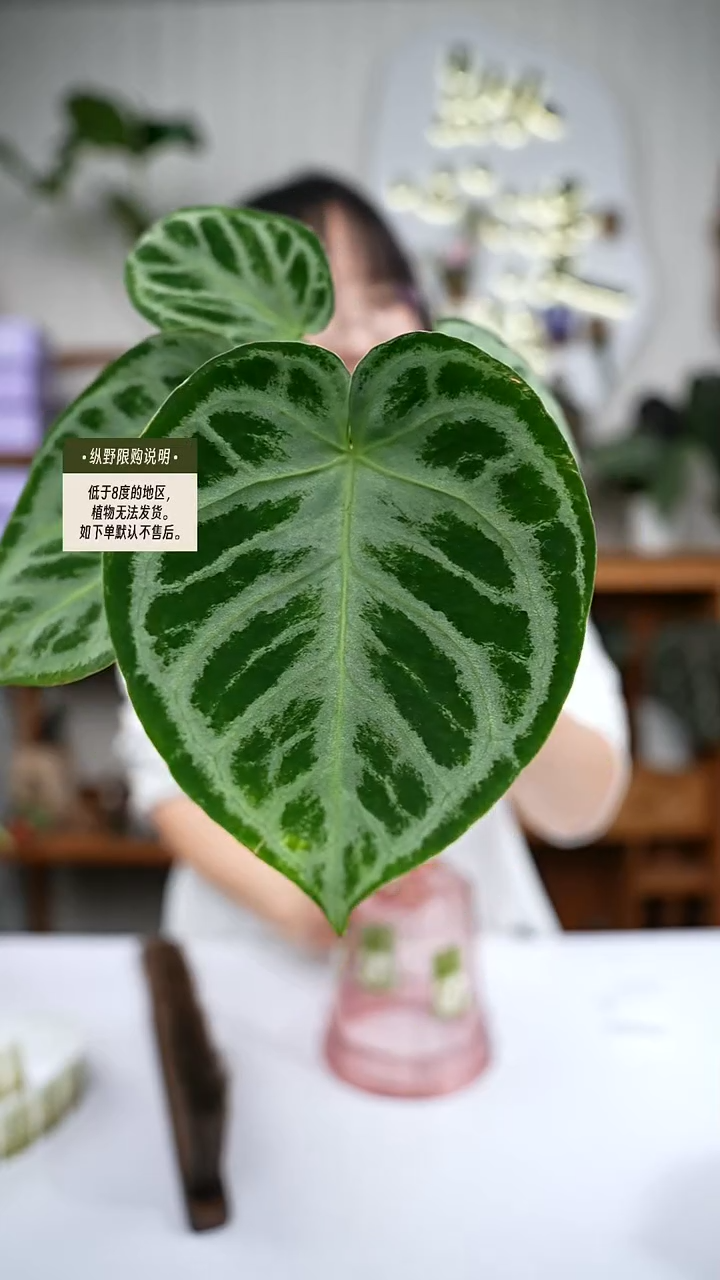 完全开放Y84铜锣烧