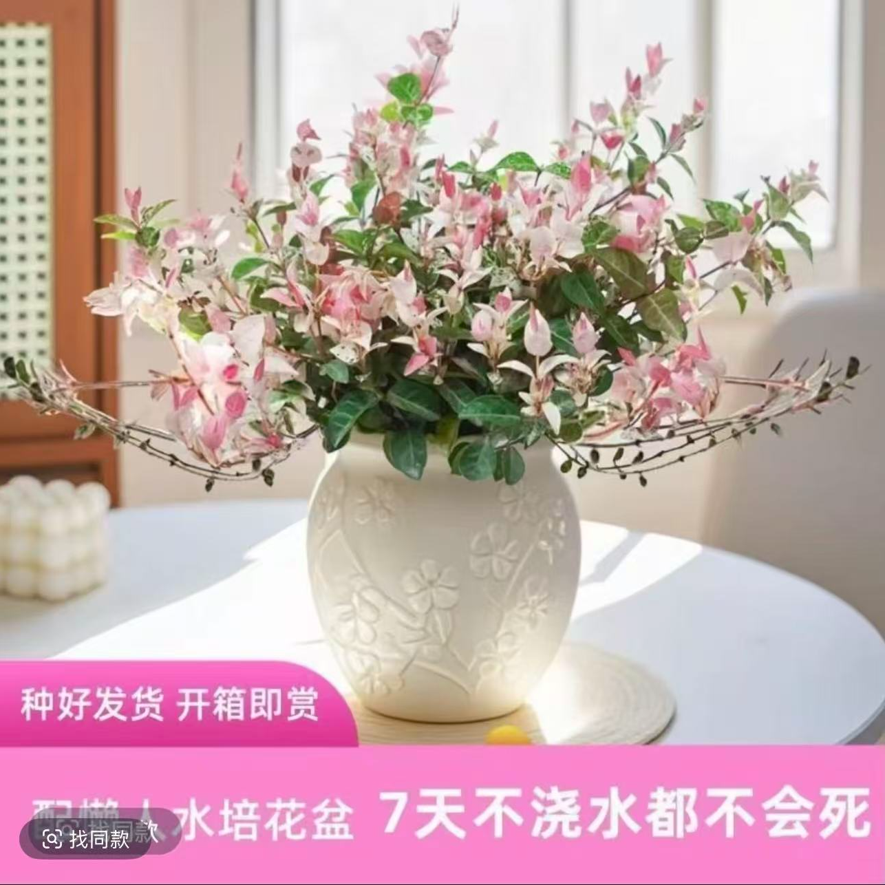 ZY花叶络石盆栽四季彩叶垂吊耐寒耐热庭院阳台好养绿植花卉