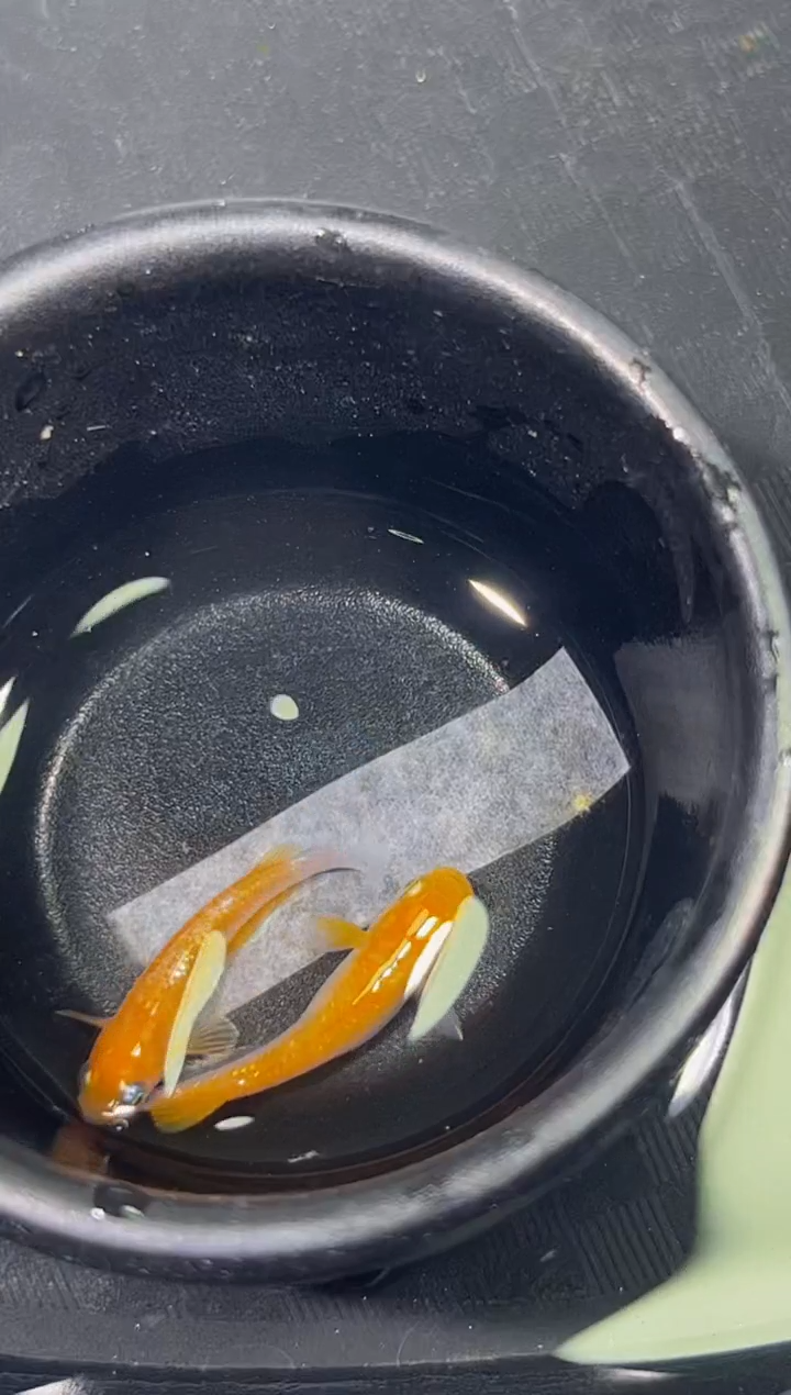 青鳉鱼观背青鳉一物一拍20