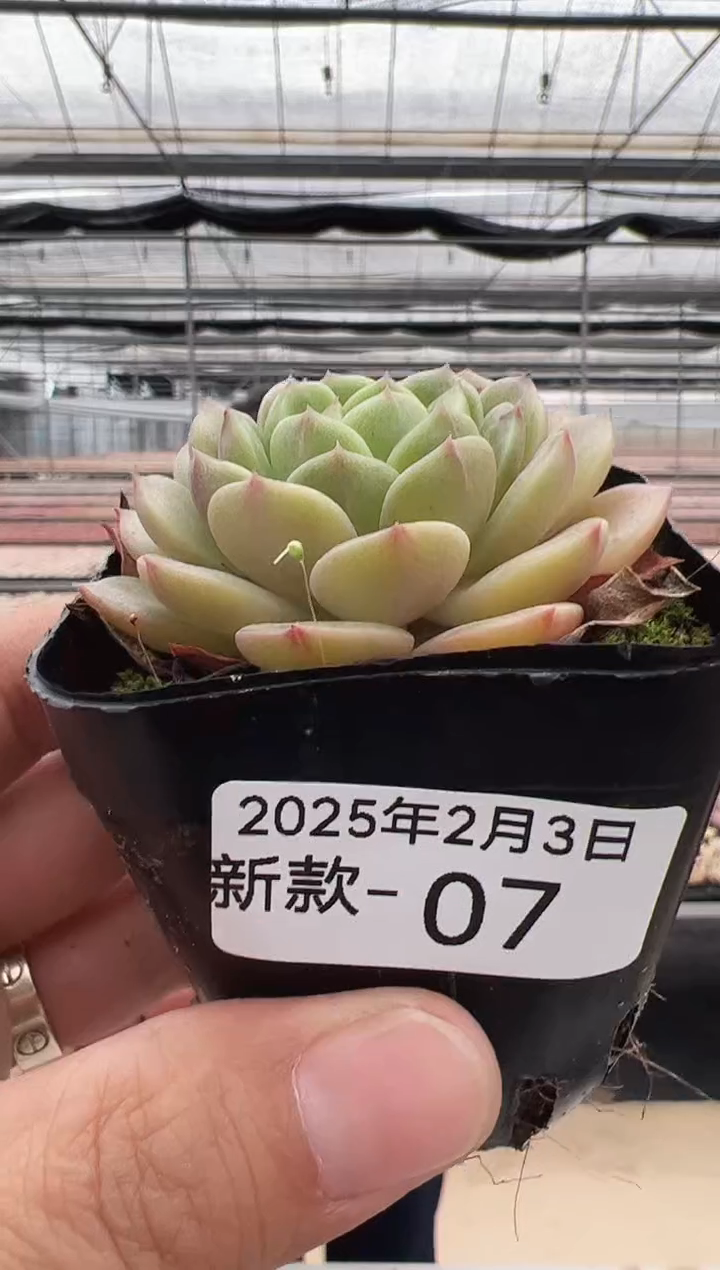 【闪购商品】新款多肉-7