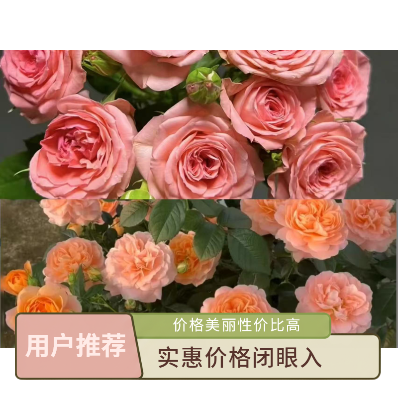 a【果汁阳台+仙度瑞拉】1加仑盆多棵扦插多季节重复开花月季盆栽