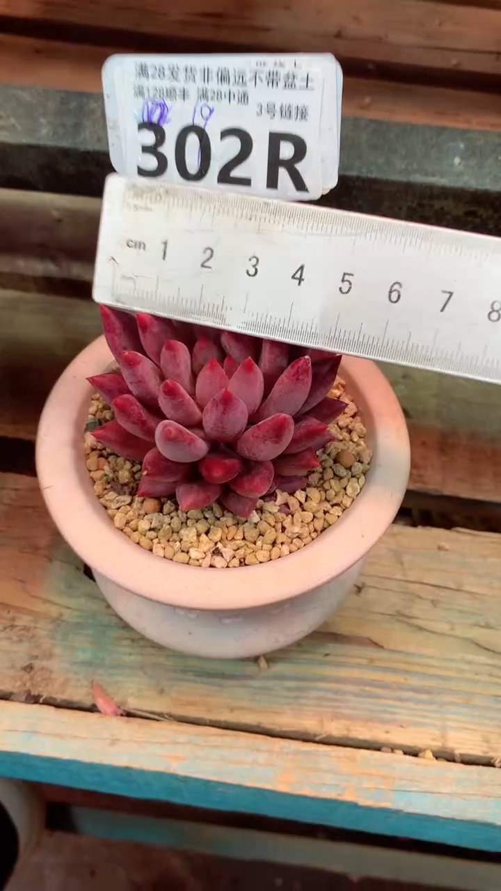 302R（一物一拍，精品多肉，所见即所得 ）