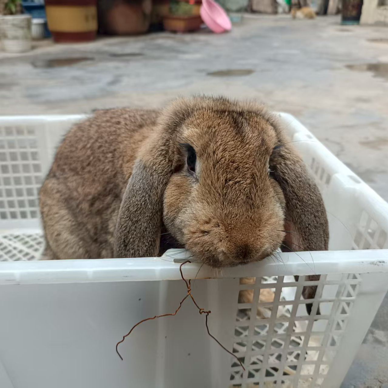 麻灰色公羊兔专用框可家养繁殖