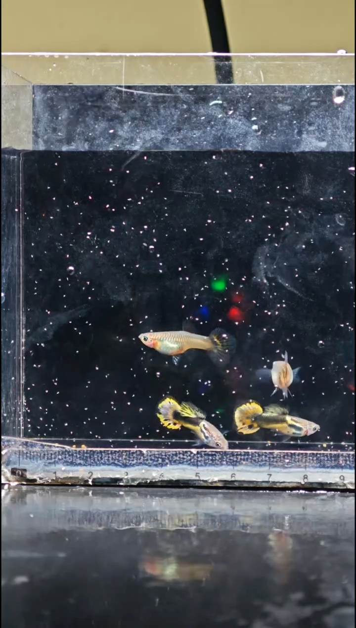 孔雀鱼半礼服小圆尾（黄色）孔雀鱼2对