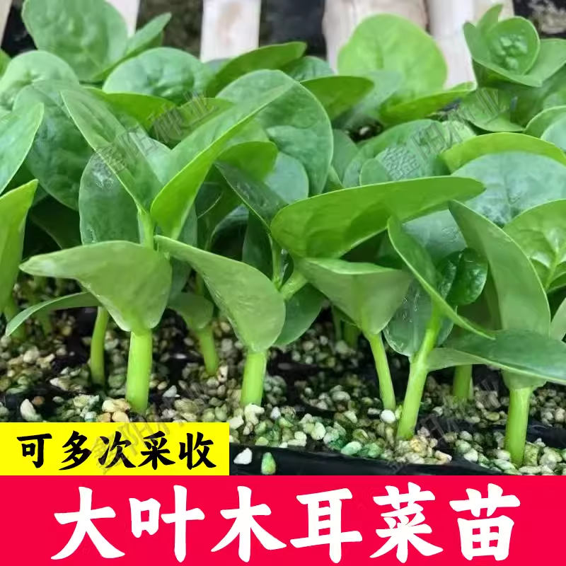  四季木耳菜菜苗秧苗 大圆叶大耳小爬藤种籽子