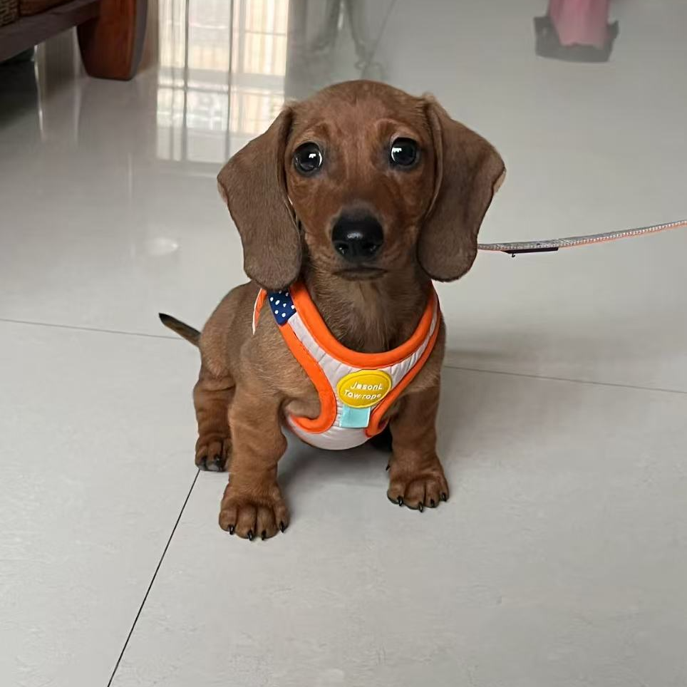 （理想的腊肠犬）T狗狗活体