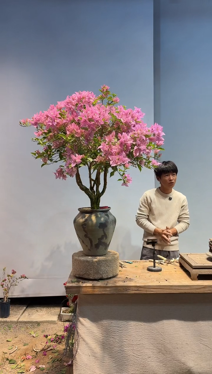 以实际为准三角梅32