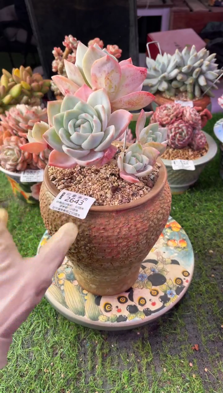 昆明印象多肉2643