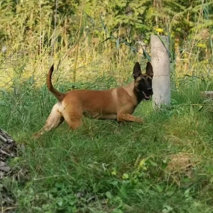 （班长家)T狗狗活体