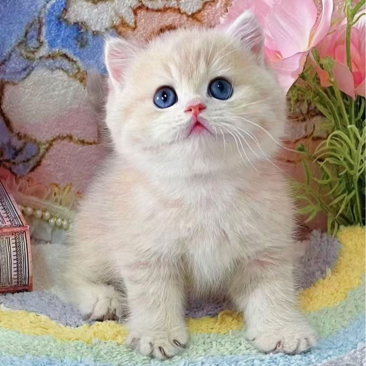 【山楂猫舍】甜美猫猫