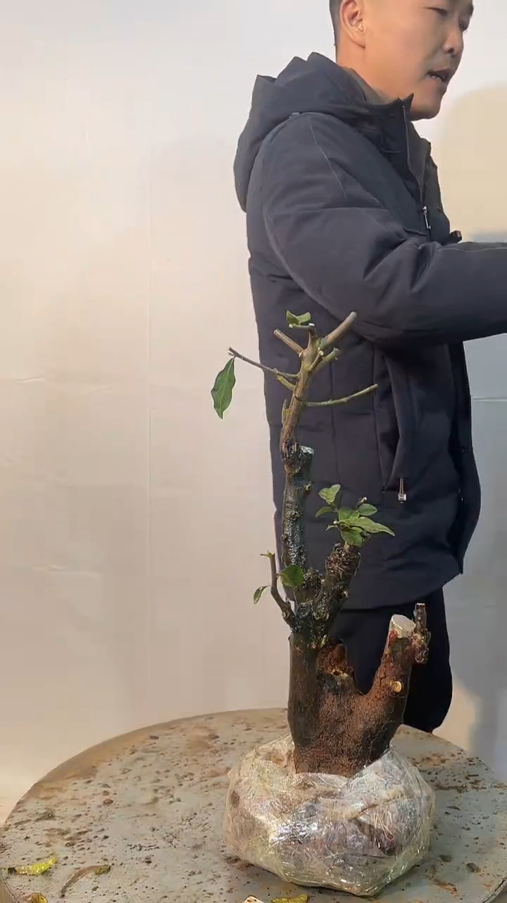 以实际为准金弹子 盆栽 盆景 一物一拍