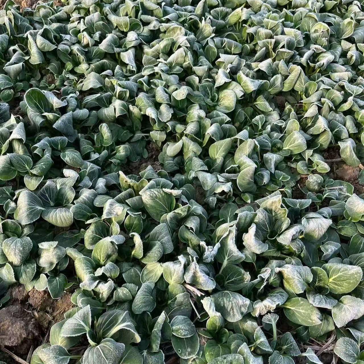 农家自种露天蔬菜 苏州青 现摘现发 应季蔬菜