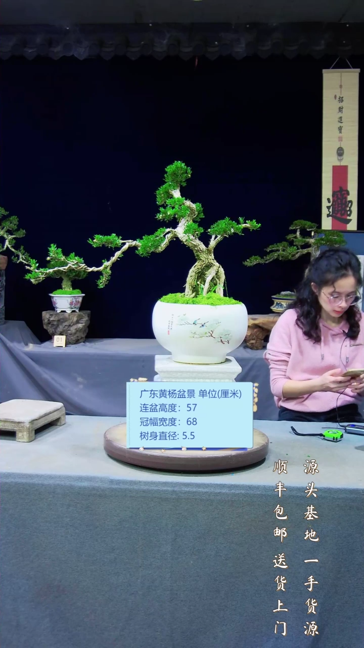 【闪购商品】黄杨盆景艺术黄杨盆景艺术