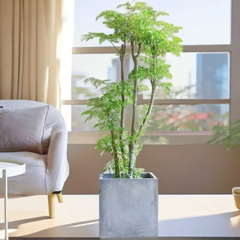 福禄桐盆栽大型绿植办公室客厅老桩吸甲醛南洋杉植物好养易活