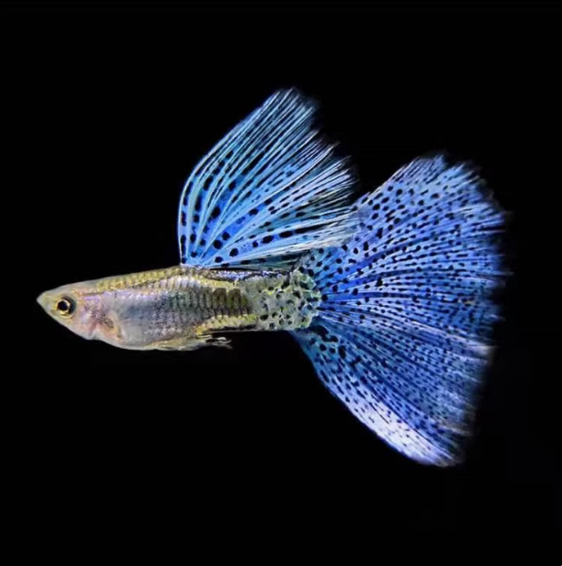 蓝草红草孔雀鱼观赏鱼活体小型淡水热带好养耐活凤尾鱼苗