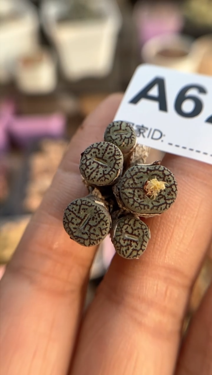 【闪购商品】6299直播一物一拍