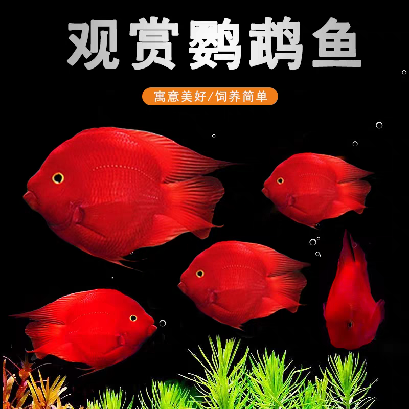 血红鹦鹉鱼活体中大型热带观赏鱼财神鱼适合新手养殖可混养