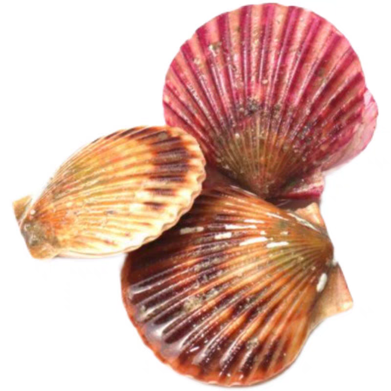 天津野生泥滩扇贝