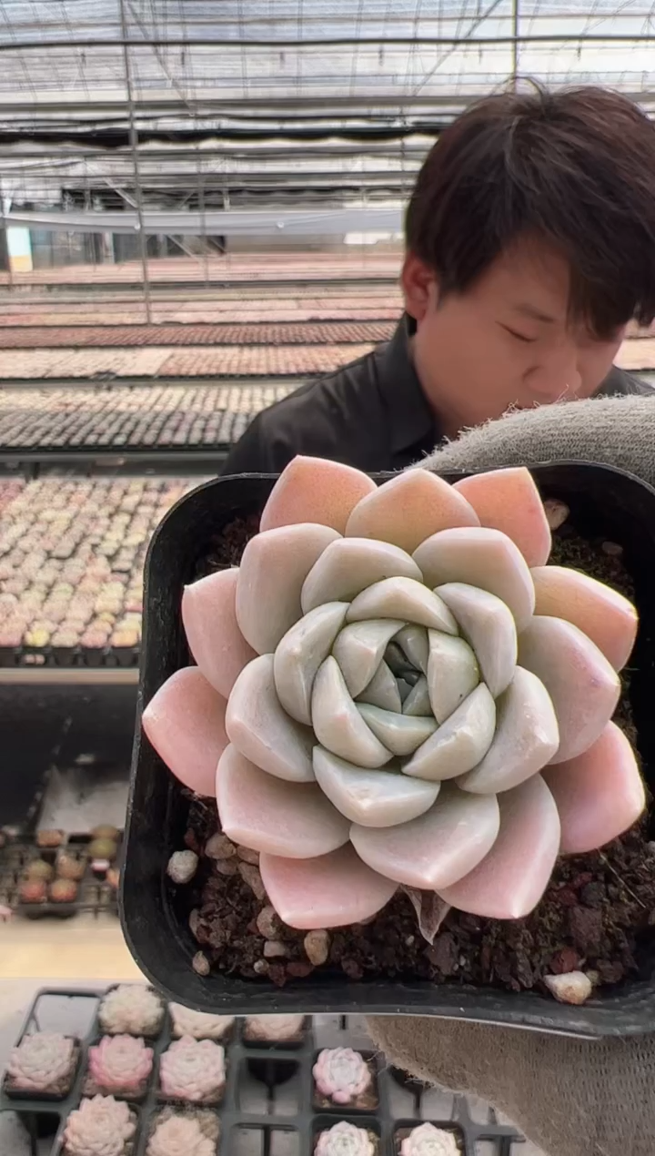 【闪购商品】福利多肉-820