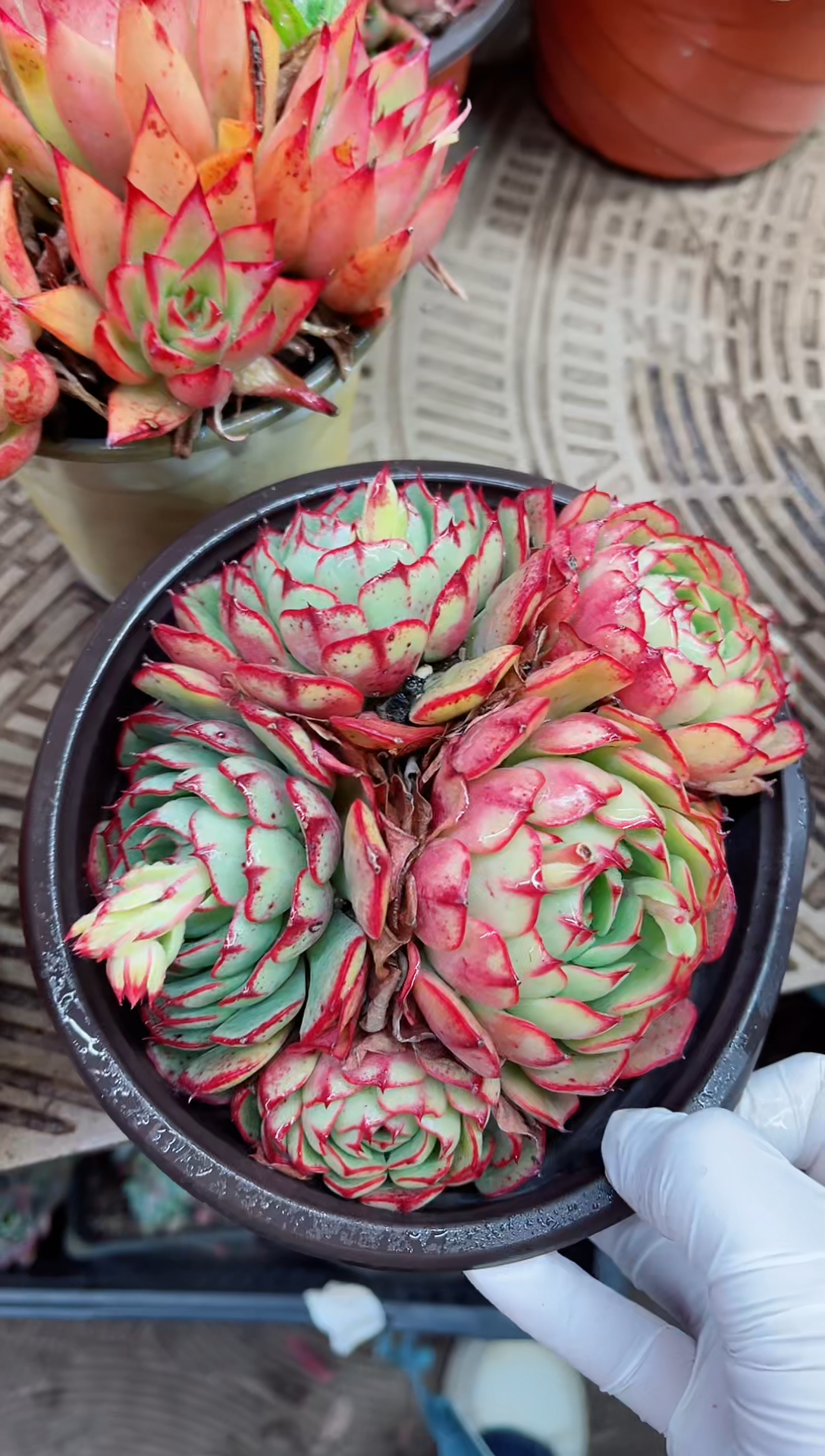 【闪购商品】03023