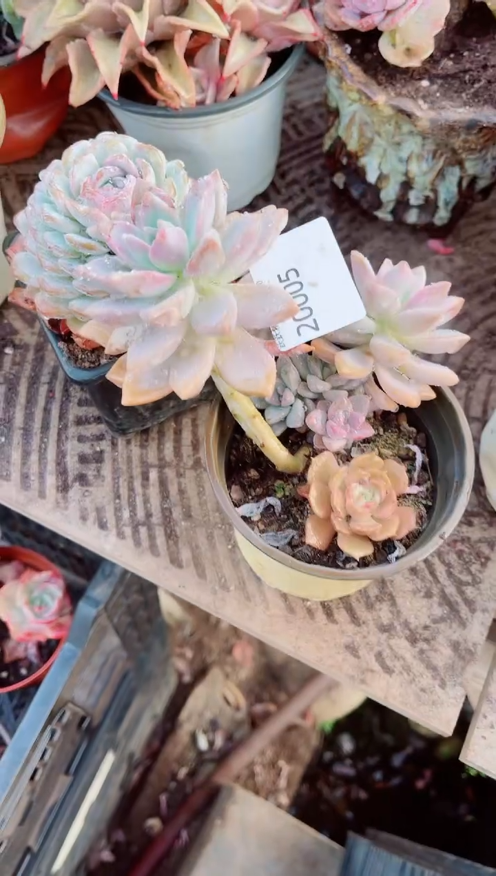 傻**，跃跃精品多肉20005