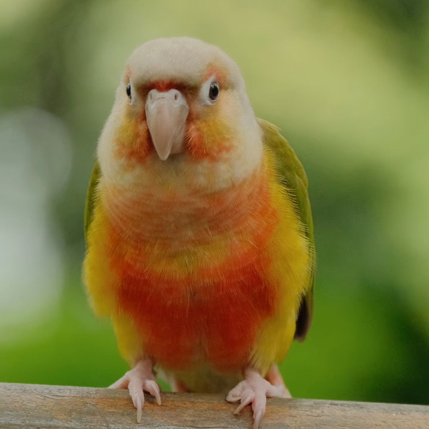 （鹦鹉活体）宠物活体鸟