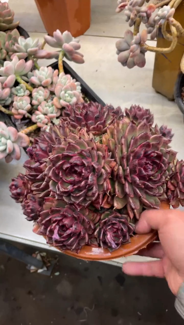 【闪购商品】1-93紫水晶