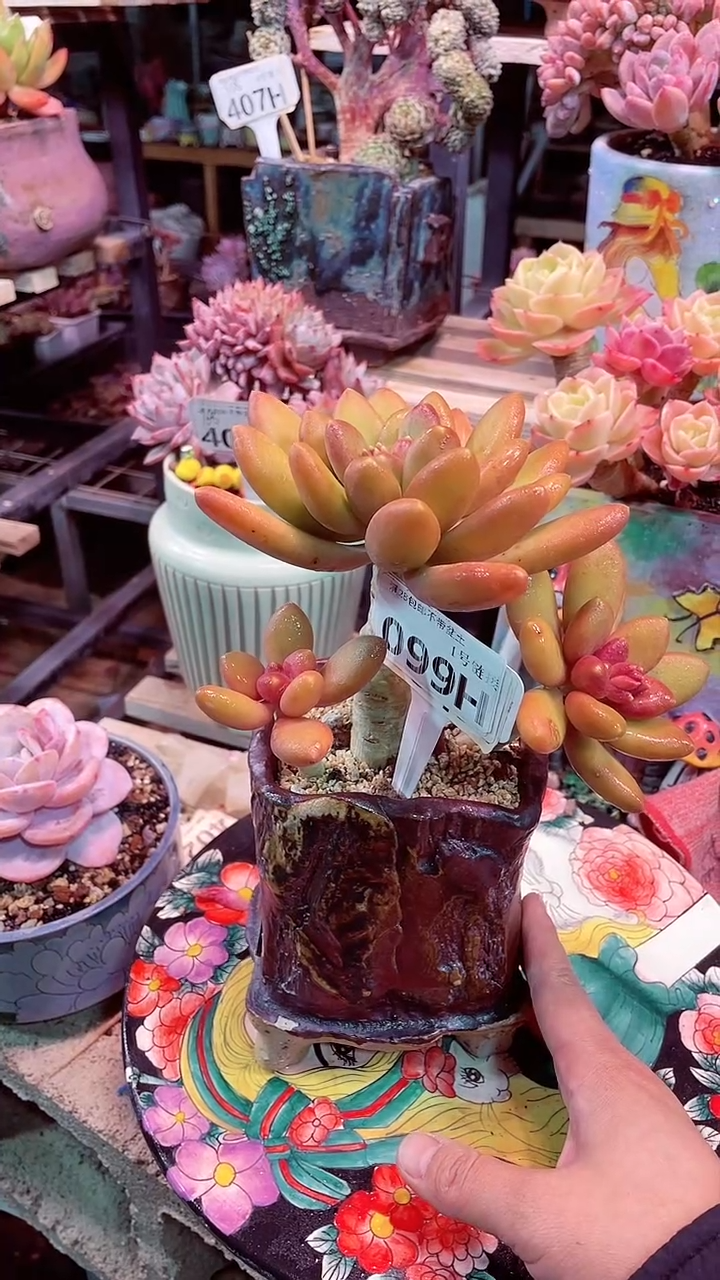 【闪购商品】099HHH