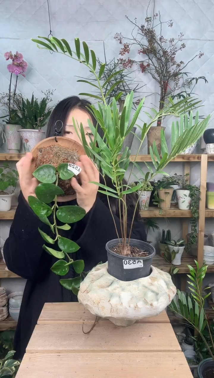 无花朵185植物加盆加板值