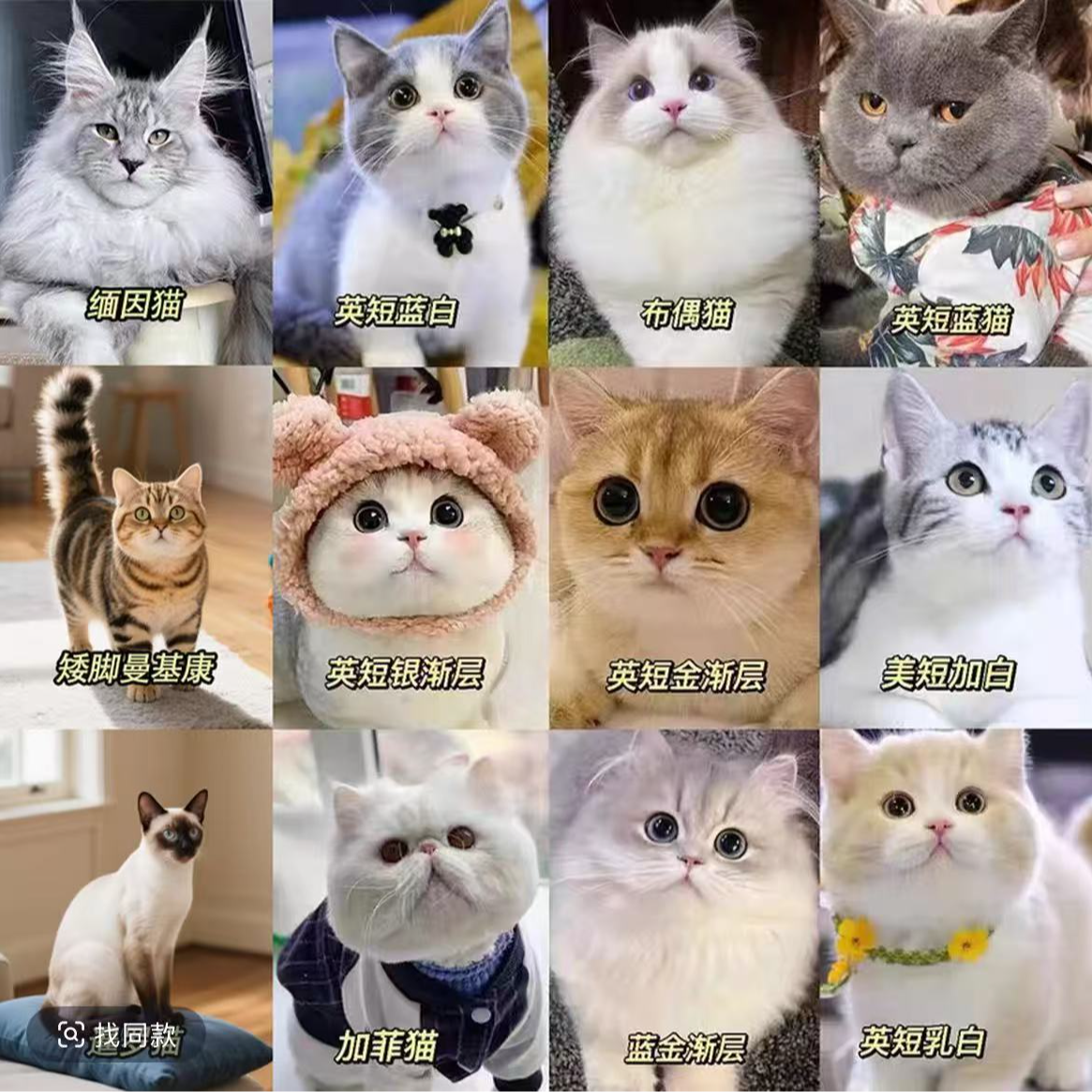 琴琴【嘉呗呗宠物】全猫品种猫猫一对一对接 不满意全额退