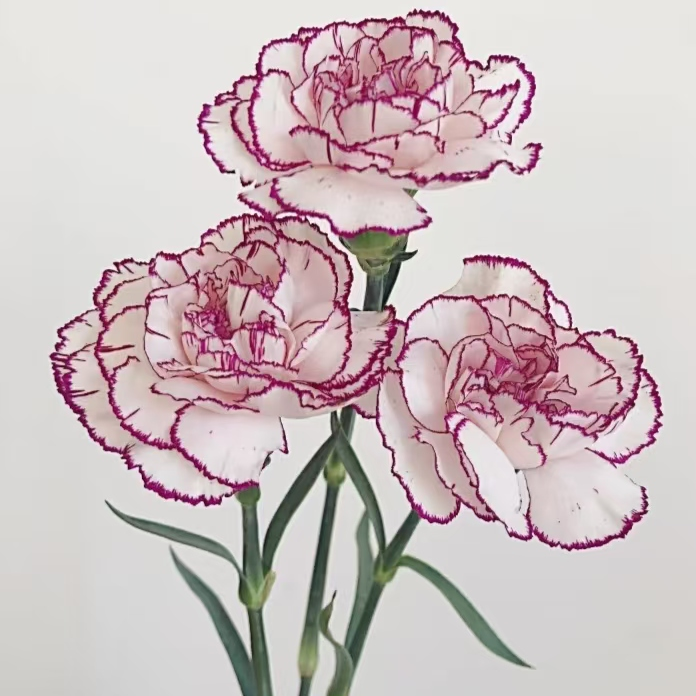 紫精灵康乃馨10枝一单中通包邮，两单升级京东或者顺丰冷链