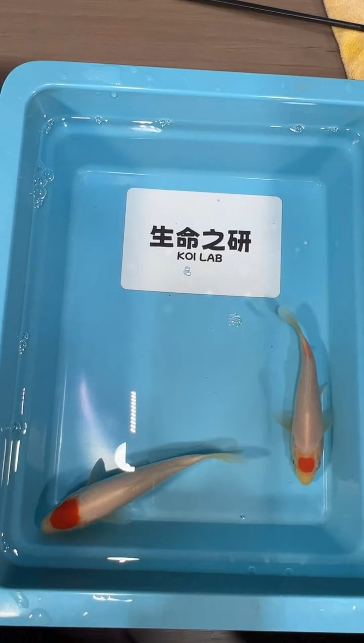 锦鲤坂井血统小精品