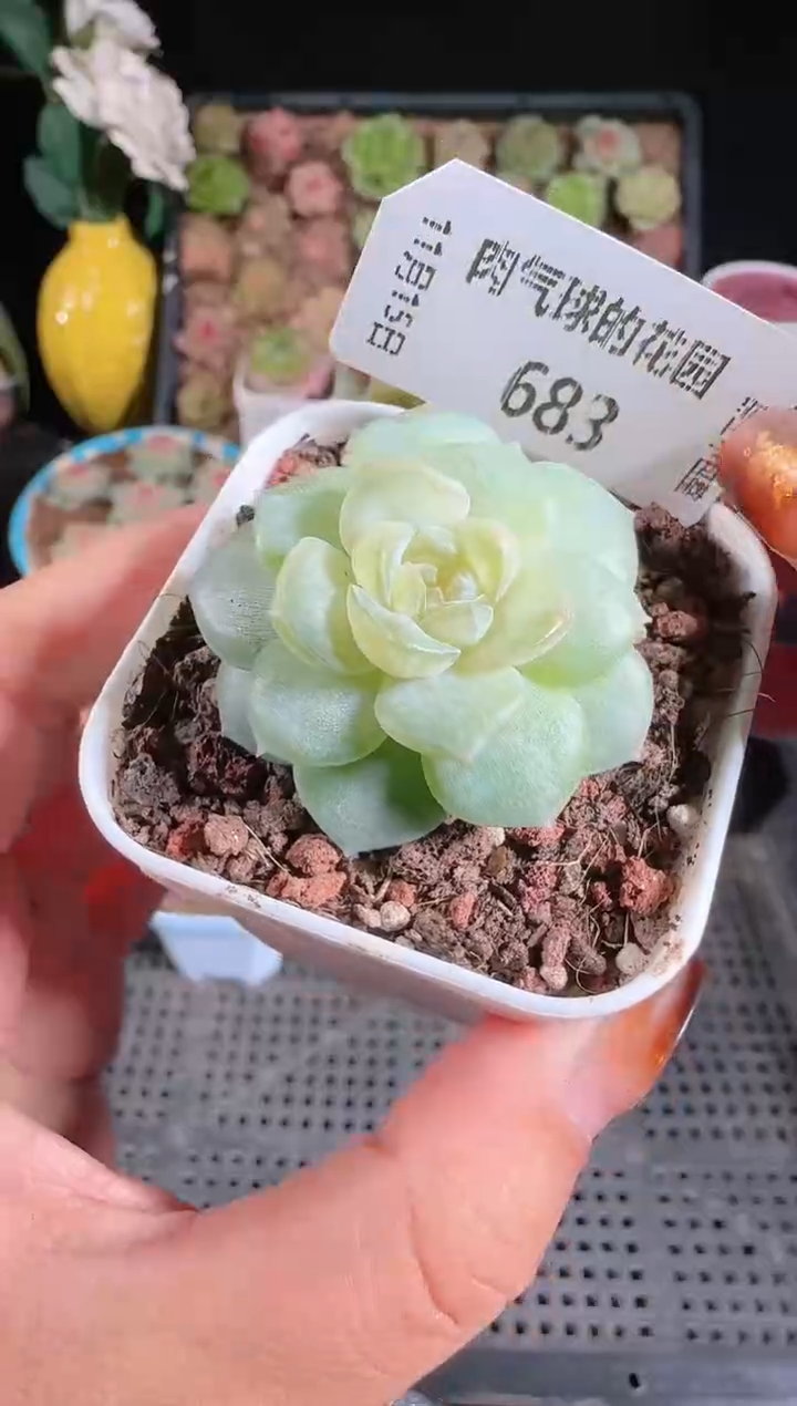 1115-683玉瑶群生不包整