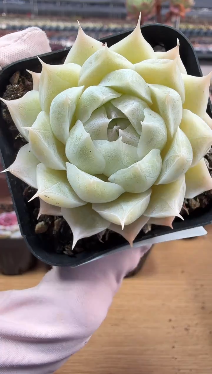 东云多肉园二店-279