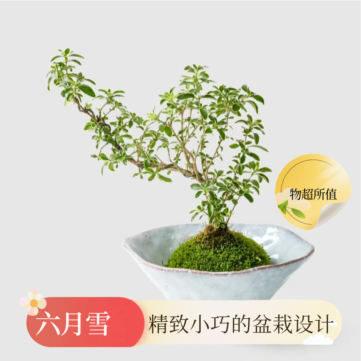 苔藓球六月雪水培蕨类盆栽室内桌面小绿植净化空气盆景