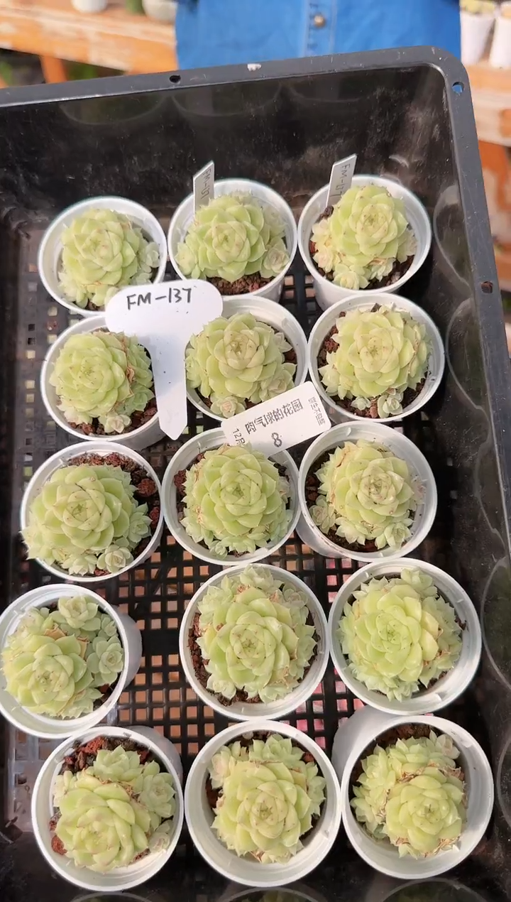 1218-08fm-137多肉量拍任意发一颗群生不包整