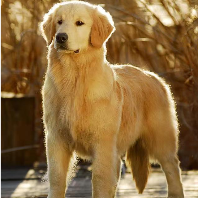 宠物通用链接下单请咨询