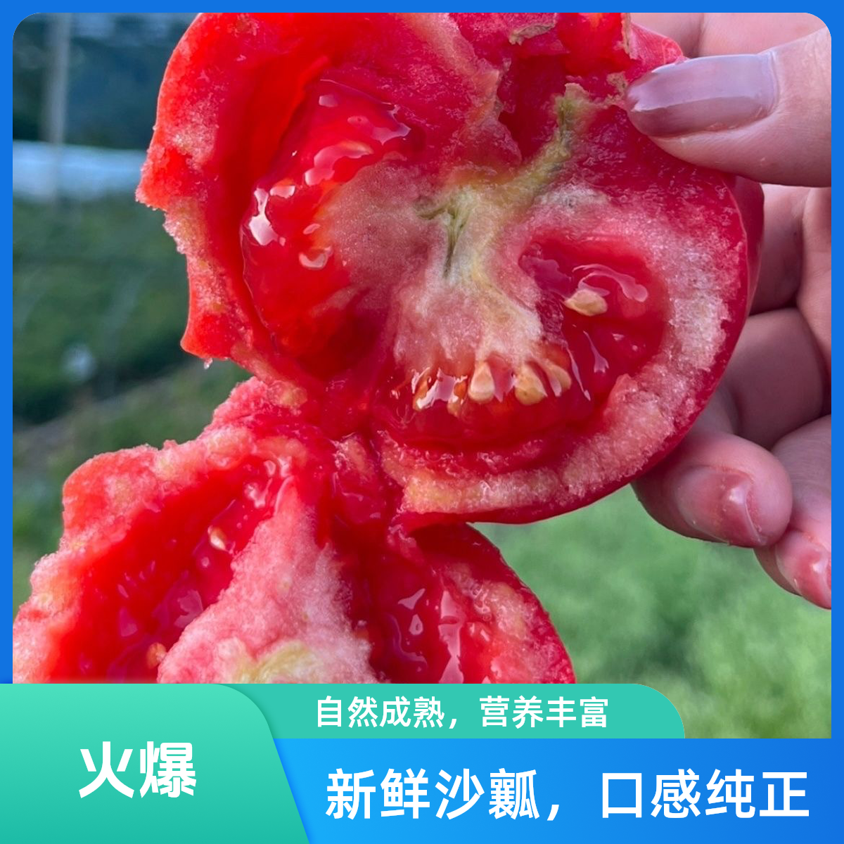 利多自然熟沙瓤西红柿  一份5斤