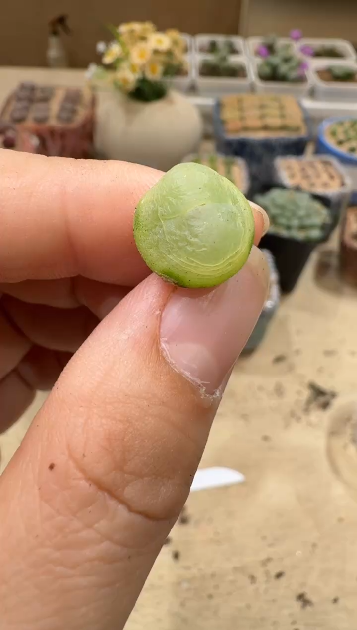 9-184多肉植物肉锥