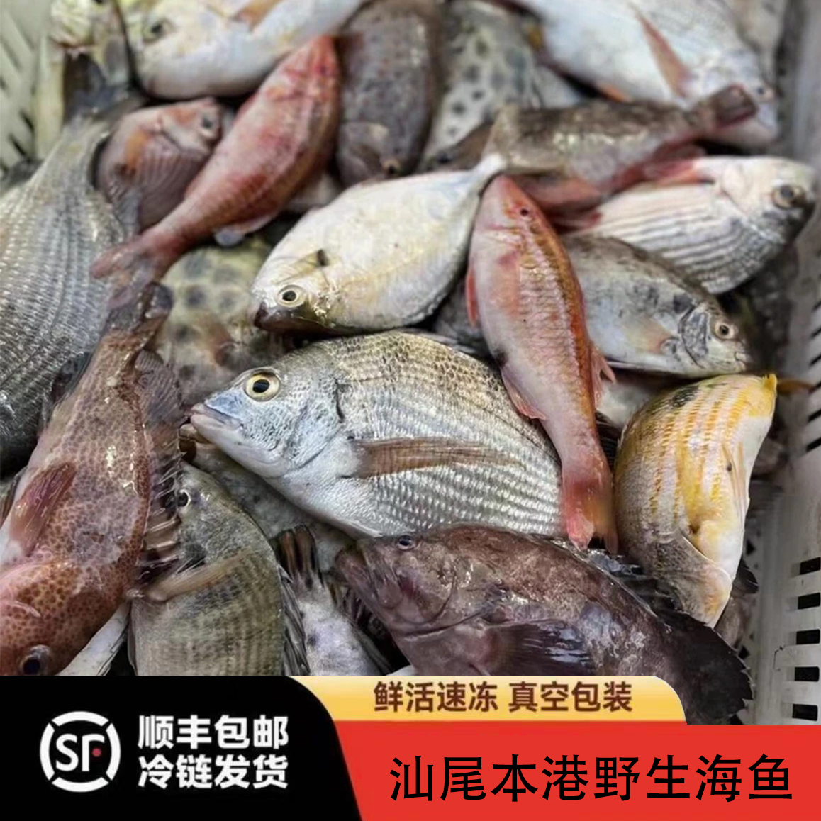 B2 广东汕尾本港鲜活海捕野生海鱼随机搭配码头直供顺丰发货