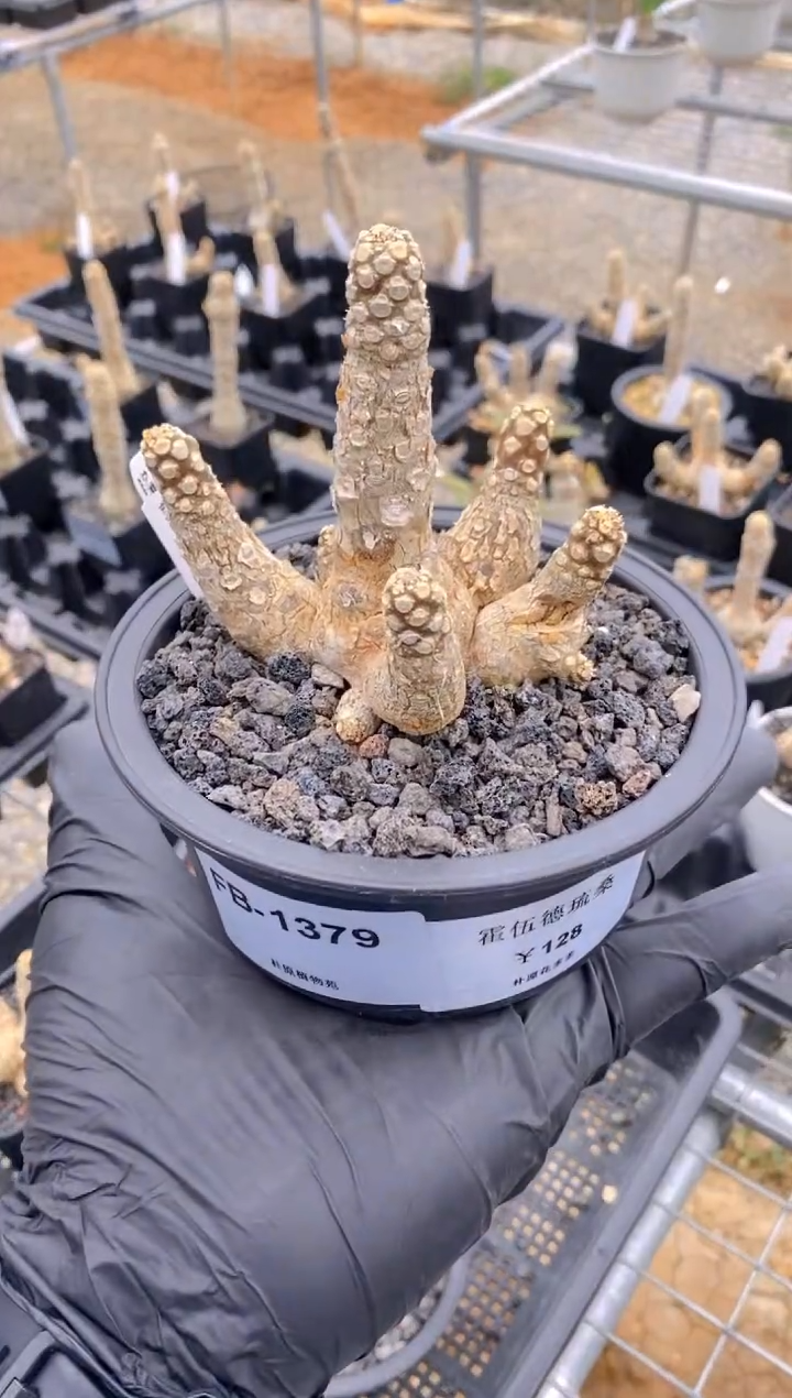 【闪购商品】霍伍德琉桑F-A1379