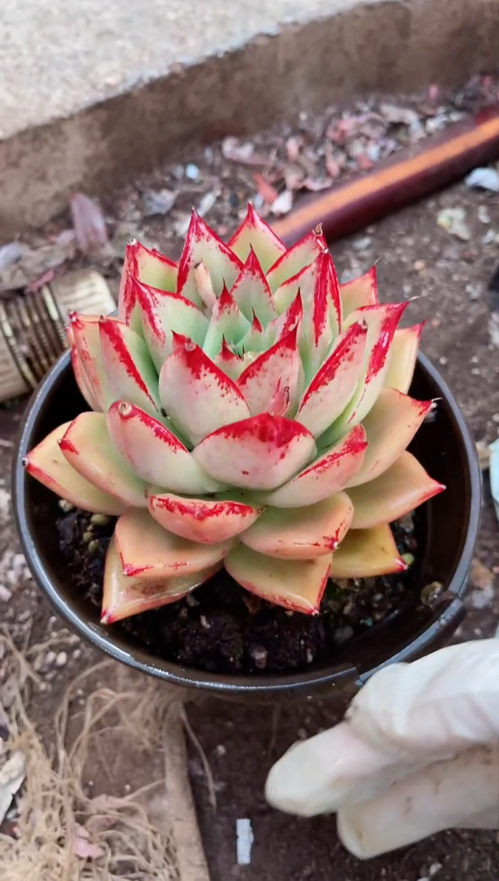 【闪购商品】14075