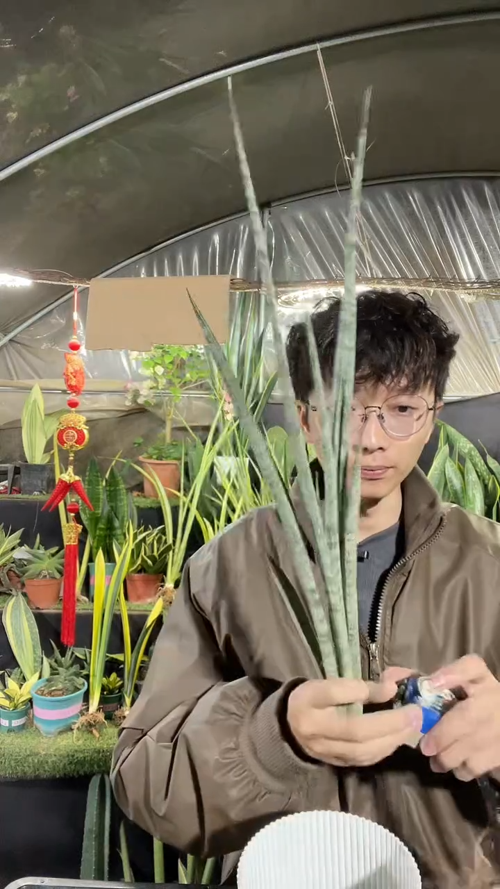 斑马虎皮兰裸根35.8